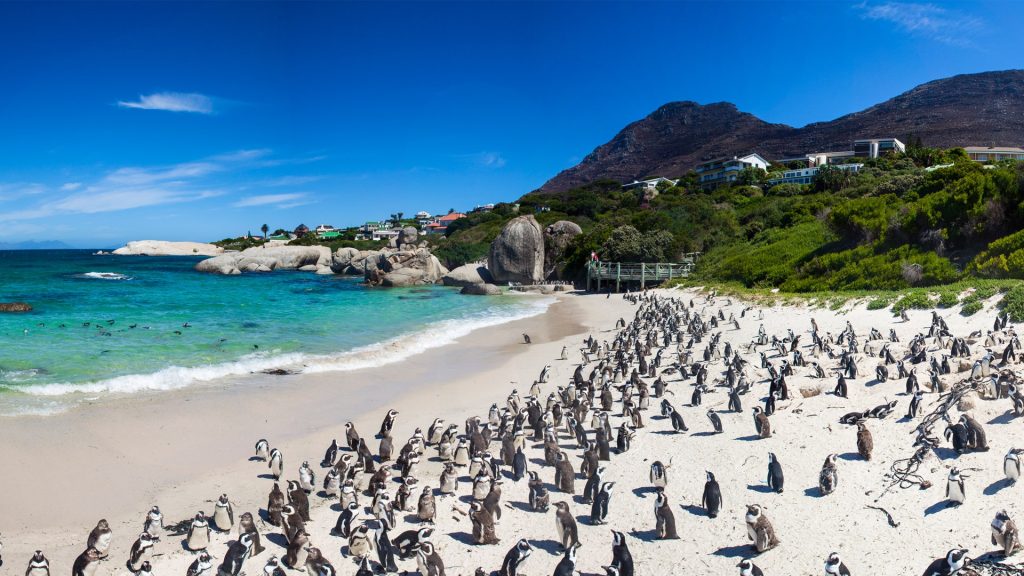 Cape Point & Boulders Beach